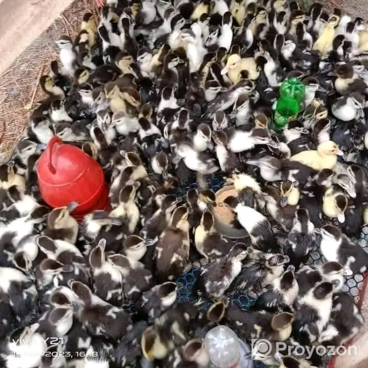 মুরগী টার্কি, তিথির,কাদাকনাথ, কোয়েল বিক্রি হবে