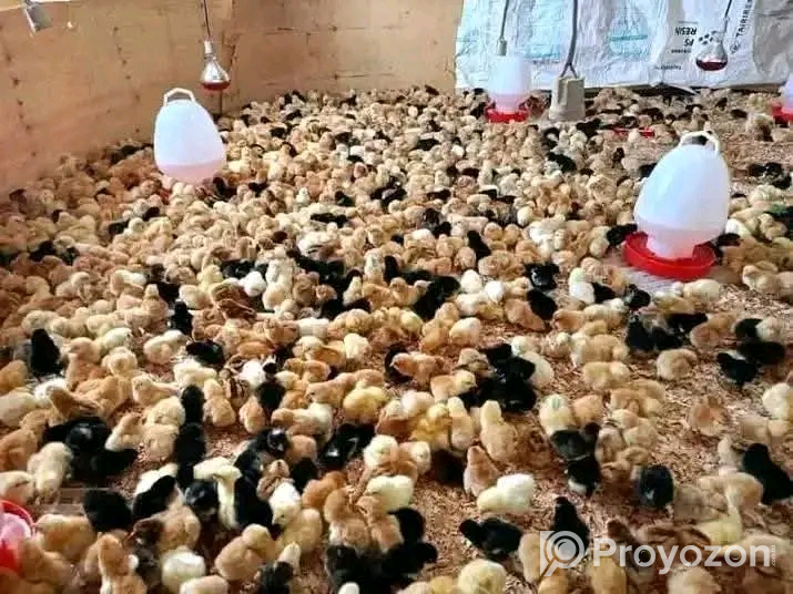 মুরগী টার্কি, তিথির,কাদাকনাথ, কোয়েল বিক্রি হবে