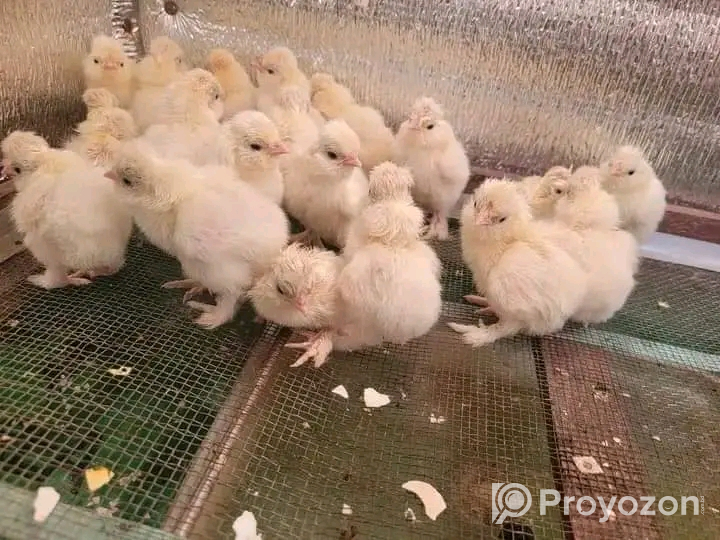 বয়লার বি-গ্রেড, সোনালী হাইব্রিড জিরো বাচ্চা বিক্রি হবে