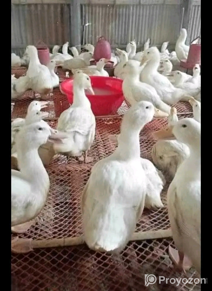 বয়লার বি-গ্রেড, সোনালী হাইব্রিড জিরো বাচ্চা বিক্রি হবে