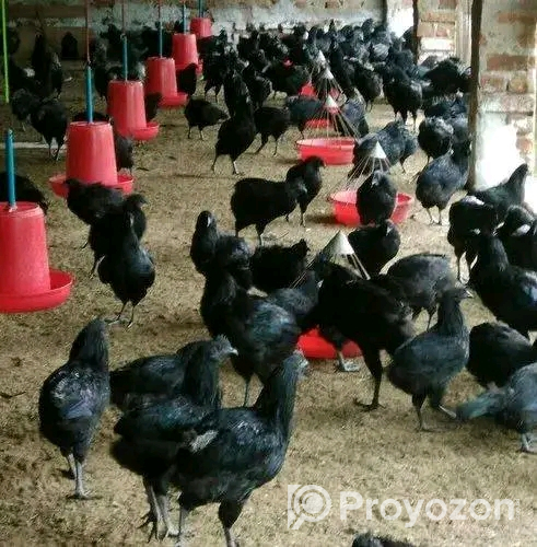 দেশি বিদেশি সকল ধরনের ছোট এবং বড় সাইজের হাঁস মুরগী