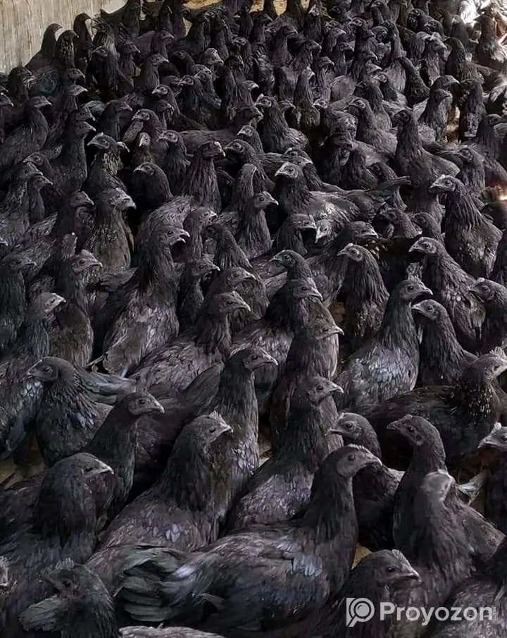 দেশি বিদেশি সকল ধরনের ছোট এবং বড় সাইজের হাঁস মুরগী