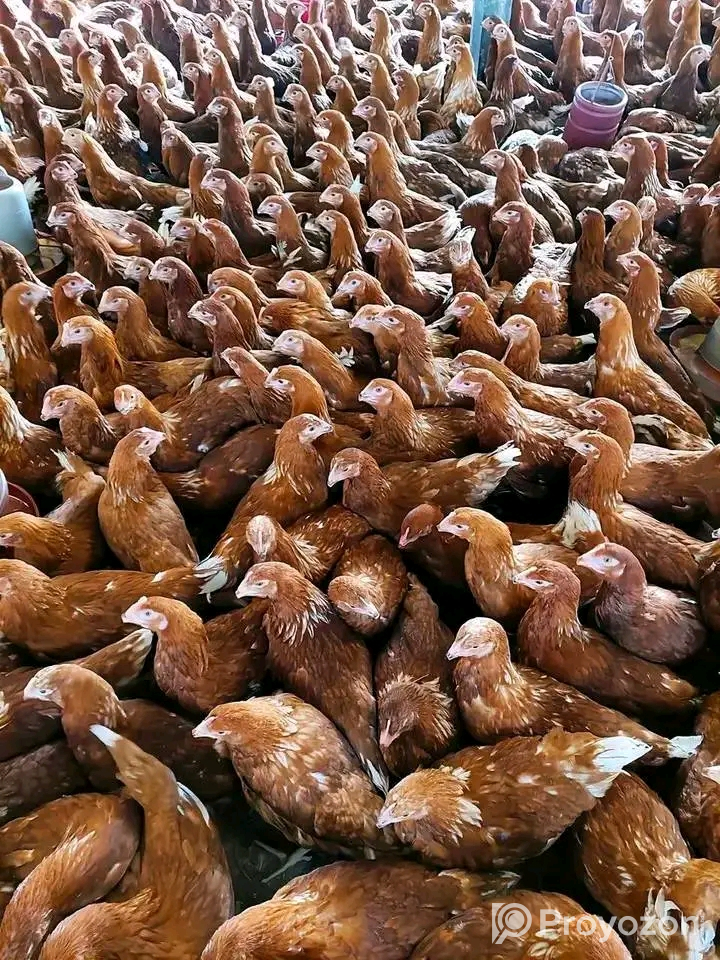 দেশি বিদেশি সকল ধরনের ছোট এবং বড় সাইজের হাঁস মুরগী