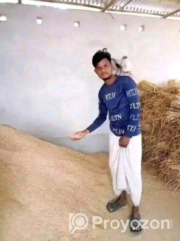 চিকন ধানের খড় গরু ছাগলের জন্য একটি আদর্শ খাবার।
