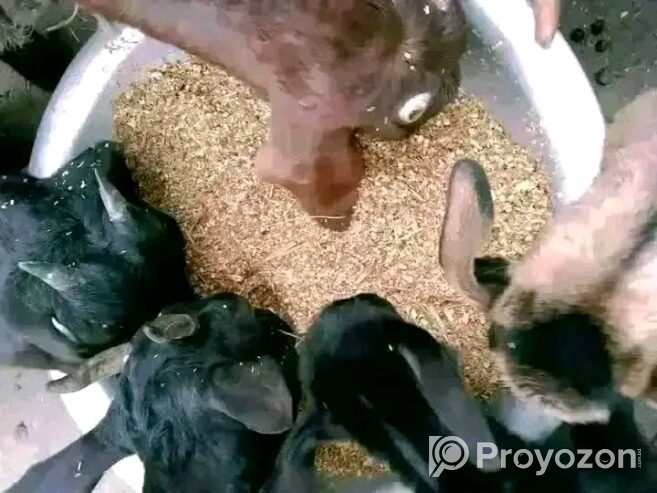 চিকন ধানের খড় গরু ছাগলের জন্য একটি আদর্শ খাবার।