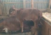 ক্রস গাভী সাথে দেড় মাসের ষাঢ় বাছুর