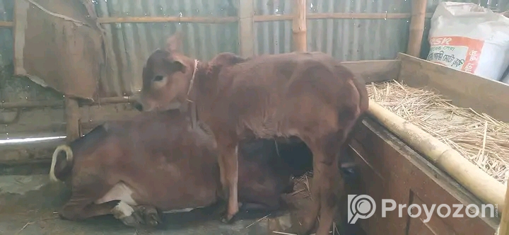 ক্রস গাভী সাথে দেড় মাসের ষাঢ় বাছুর