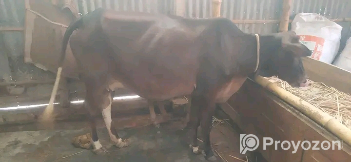 ক্রস গাভী সাথে দেড় মাসের ষাঢ় বাছুর