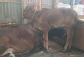 ক্রস গাভী সাথে দেড় মাসের ষাঢ় বাছুর