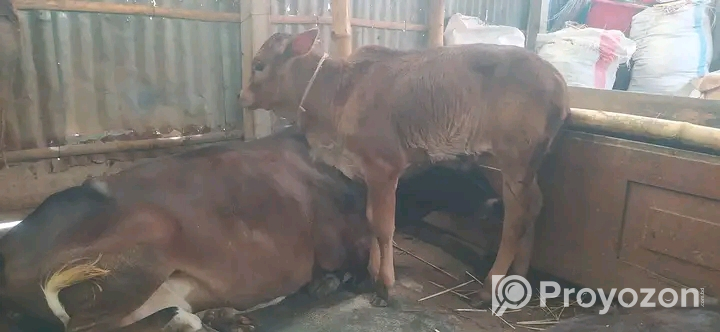 ক্রস গাভী সাথে দেড় মাসের ষাঢ় বাছুর
