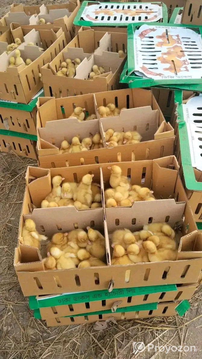 দেশি মুরগী-ফাউমি মুরগী,রাজহাঁস-দেশি হাঁস