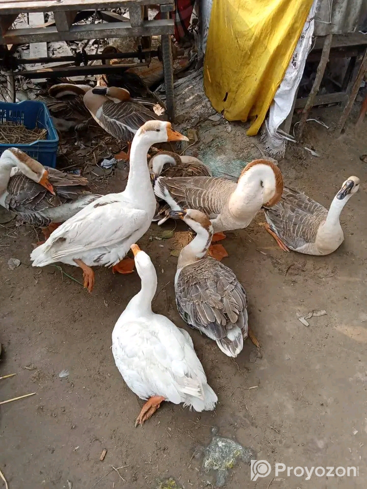 দেশি মুরগী-ফাউমি মুরগী,রাজহাঁস-দেশি হাঁস