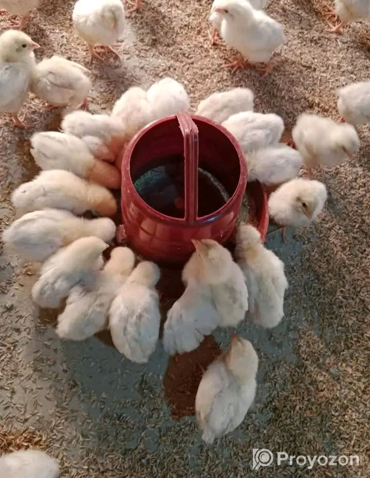 দেশি মুরগী-ফাউমি মুরগী,রাজহাঁস-দেশি হাঁস