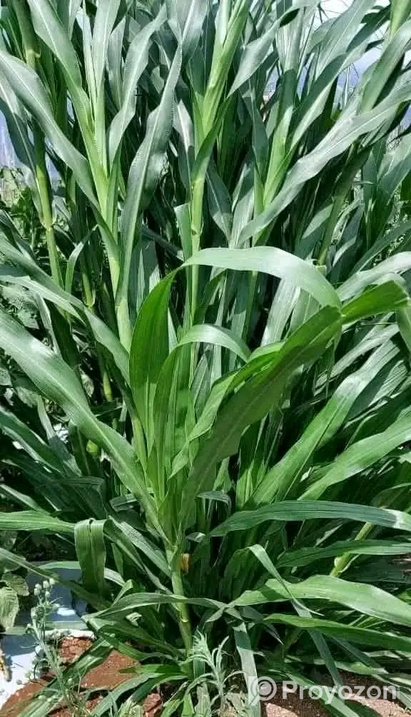 বিভিন্ন জাতের ঘাসের কাটিং ও বীজ