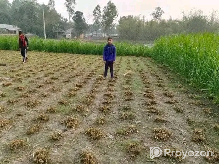 বিভিন্ন জাতের ঘাসের কাটিং ও বীজ