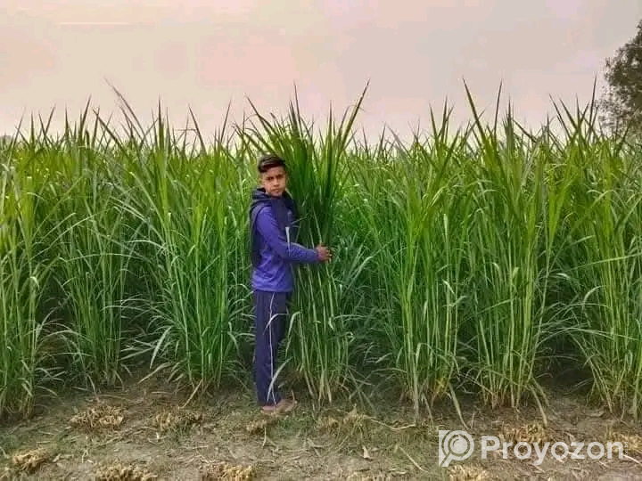 বিভিন্ন জাতের ঘাসের কাটিং ও বীজ