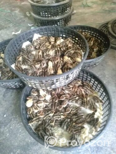 ভিন্ন ভিন্ন বয়সের কোয়েল পাখি