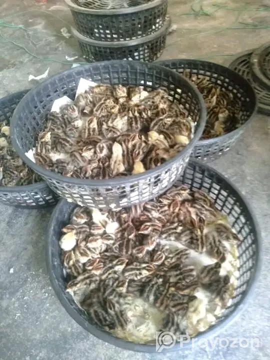 ভিন্ন ভিন্ন বয়সের কোয়েল পাখি