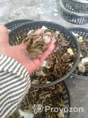 ভিন্ন ভিন্ন বয়সের কোয়েল পাখি