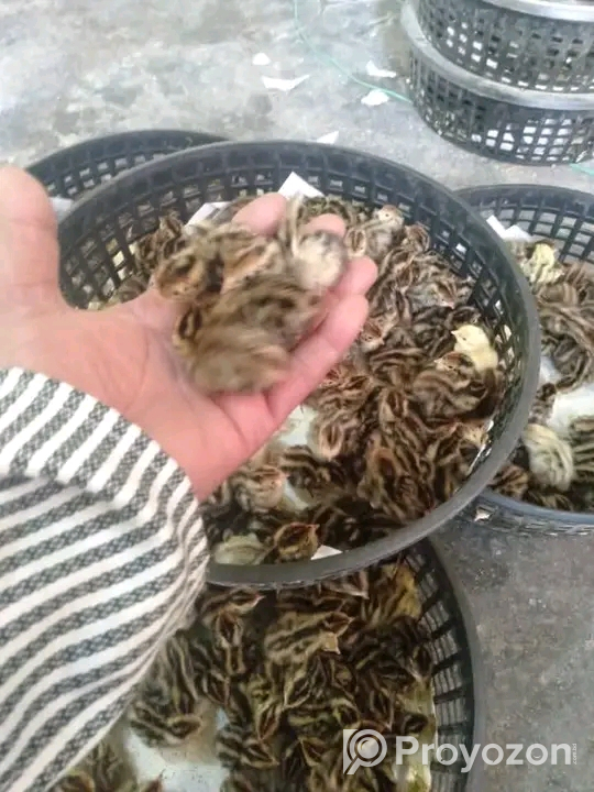 ভিন্ন ভিন্ন বয়সের কোয়েল পাখি