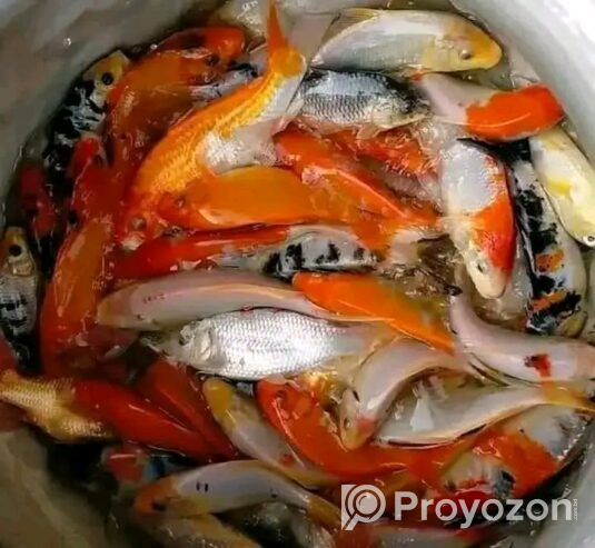 মাছের পোনা নিতে পারবেন