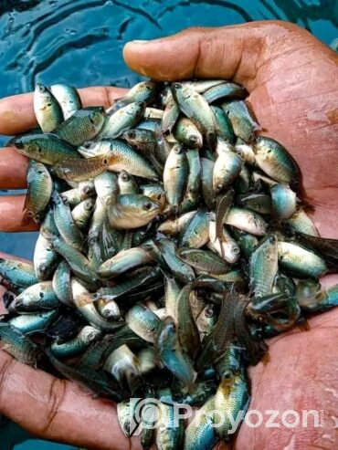 মাছের পোনা নিতে পারবেন