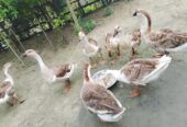 বিক্রি করা হবে.রাজহাঁস