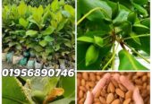 কাঠবাদাম চারা গাছ বিক্রি হবে