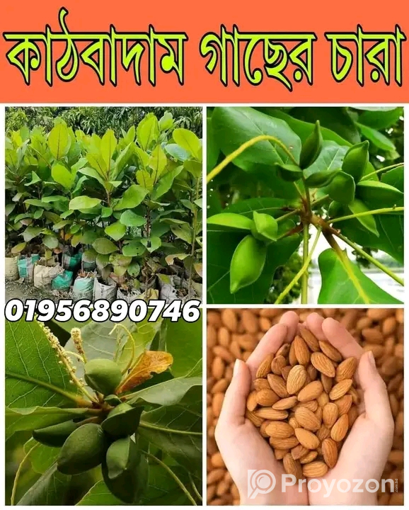 কাঠবাদাম চারা গাছ বিক্রি হবে