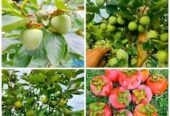 ফুল সহ পার্সিমন কলম চারা বিক্রি হবে