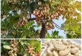 বিভিন্ন জাতের বাদাম চারা বিক্রি হবে