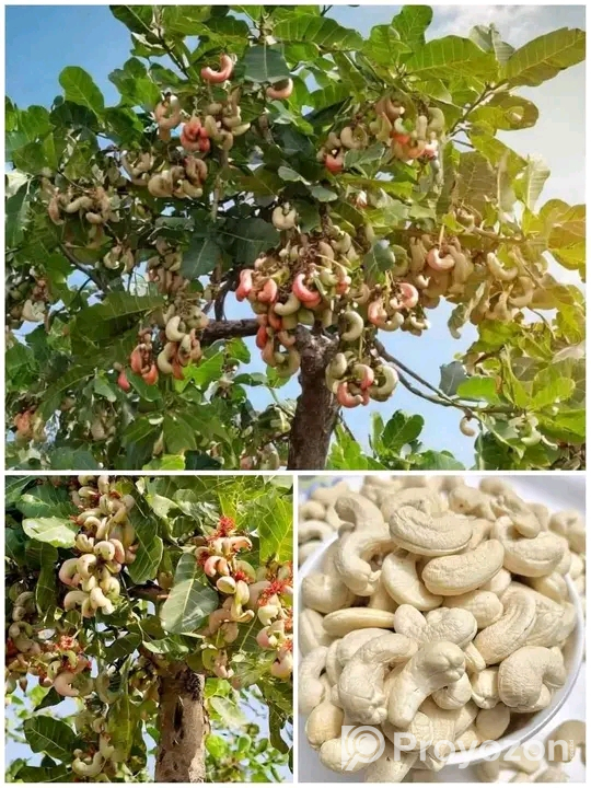 বিভিন্ন জাতের বাদাম চারা বিক্রি হবে