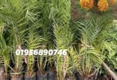 সৌদির খেঁজুরের চারা গাছ বিক্রি হবে