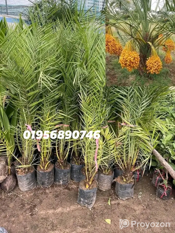 সৌদির খেঁজুরের চারা গাছ বিক্রি হবে