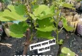 ফুলসহ আঙ্গুর_গাছের_চারা বিক্রি হবে