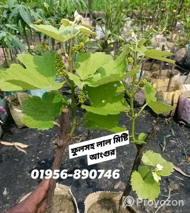 ফুলসহ আঙ্গুর_গাছের_চারা বিক্রি হবে