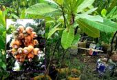 কাজুবাদাম এর প্রিমিয়াম কোয়ালিটি চারা বিক্রি হবে