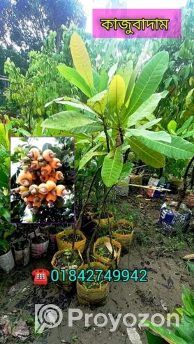 কাজুবাদাম এর প্রিমিয়াম কোয়ালিটি চারা বিক্রি হবে