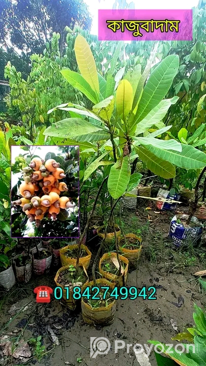 কাজুবাদাম এর প্রিমিয়াম কোয়ালিটি চারা বিক্রি হবে