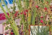 সৌদি_খেজুর_গাছের_চারা সেল হবে