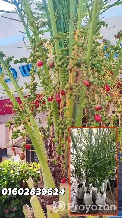 সৌদি_খেজুর_গাছের_চারা সেল হবে