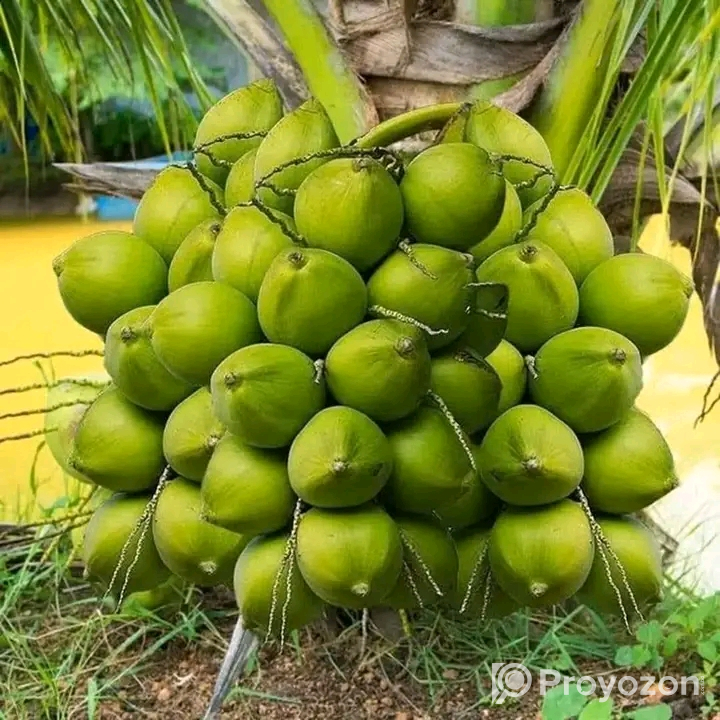 খাটো_জাতের_হাইব্রিড_নারিকেল_চারা_৩ বছর এ ফলন বিক্রি হবে