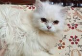 White cate arjent sell dibo