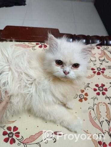 White cate arjent sell dibo