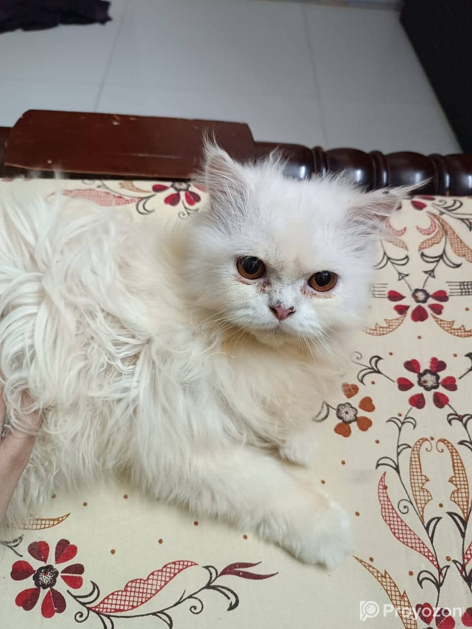White cate arjent sell dibo