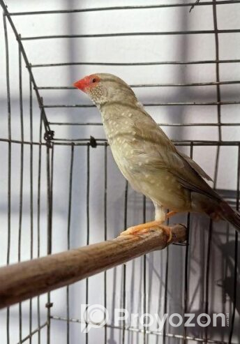 স্টার ফিঞ্চ পাখি ফিমেল