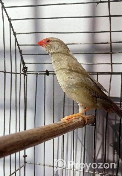 স্টার ফিঞ্চ পাখি ফিমেল