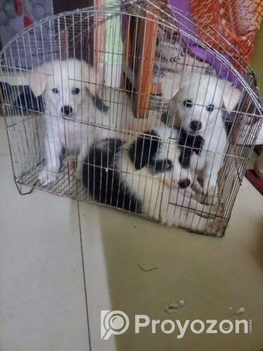Border coolie ‍Sell Post
