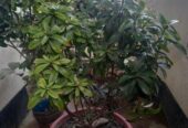 একটি অসাধারণ ফুলের টপ সহ গাছ বিক্রি হবে