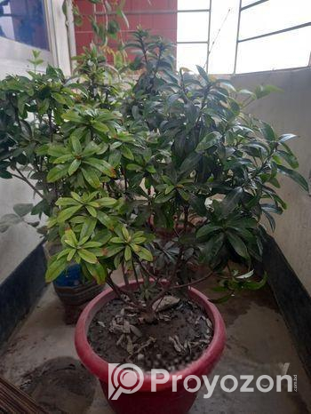 একটি অসাধারণ ফুলের টপ সহ গাছ বিক্রি হবে